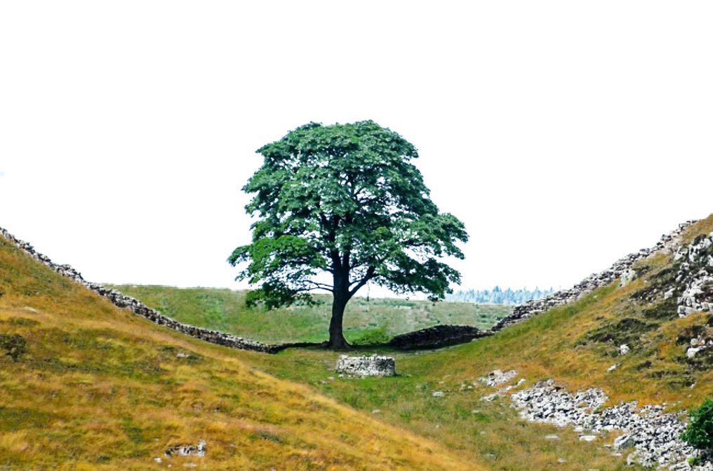Hadrians Wall Path Branch Roman Empire Hill, Col tree, tree Branch, landscape, branch png